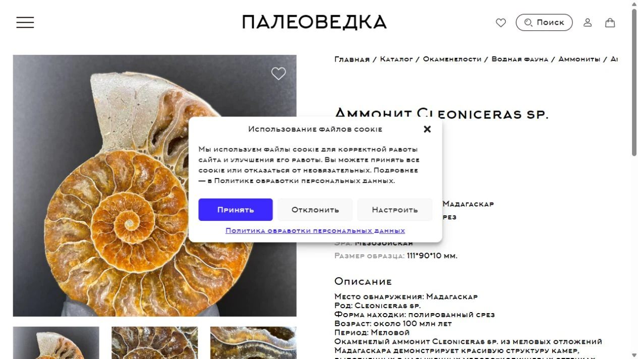 Палеоведка — карточка аммонита